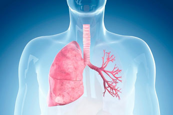 Encourages long-term respiratory & systemic balance