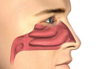 Supports nasal and respiratory clarity