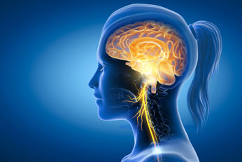 Supports Nerve Health